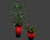 RW*Wild Red Plants