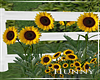 H. Sunflower Summer