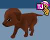 tj puppy hold dk brown