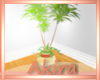 -AK- Abi Plant