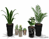 Asst'd Room Plants