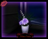 purple satin  plant  