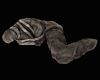 Corpus