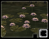 ♠ Water Lilies v.1