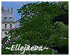 Paris Flowering Tree