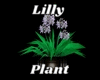 Lilly Plant
