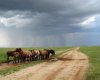 Horses caught in a storm