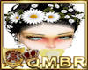 QMBR Crown Daisy