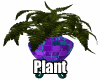 Purple Palace Plant