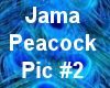 (MR) Jama Peacock 2