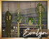 -E- Hanging Plants