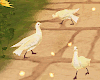 Animated Doves