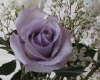 Purple Rose Picture