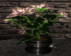 Animated rose plant