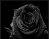black rose room 