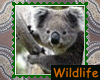 Aussie wildlife stamp