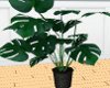 [FtP] indoors plant