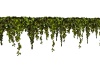 {LS} Ivy Plant