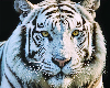 Monochrome Cat - RPort