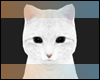 White Cat  Avatar