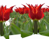 Animated Tulip