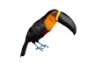 Toucan Bird