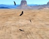 Circling Vultures 