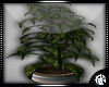 KJ:CeDe Bonsai Plant