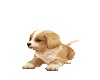 Cute Animated Puppy