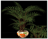 Plant - Verigated Palm