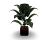WOLF PLANT