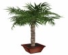 POTTED PALM TREE