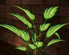 hosta justine plant
