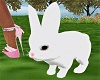 Easter Bunny Pet