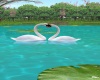 Animated Swans w/Sound