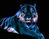Tiger In Frame