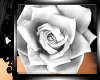 !  White Rose for Hair
