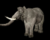 M*Afriqua Elephant/Moved