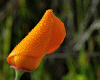6v3| Orange Rose Bud