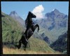 Horse Frame Adana2