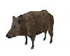 Gig-Boar Animated