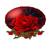 blood rose