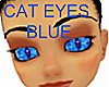 eyes blue cat