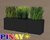 Potted Grass - Black