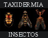 Taxidermia insectos
