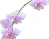 Orchid Sprig