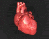 T Real Beating Heart M/F