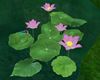 [i] Pink lotus flower
