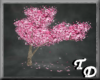 *T Cherry Blossom Tree