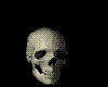 squelette,skeleton